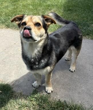 Enlarge Chaparo, a Adoptable mixed breed in Pasco, WA image 5/6