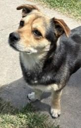 Enlarge Chaparo, a Adoptable mixed breed in Pasco, WA image 3/6