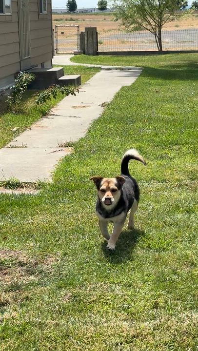 Enlarge Chaparo, a Adoptable mixed breed in Pasco, WA video 6/6