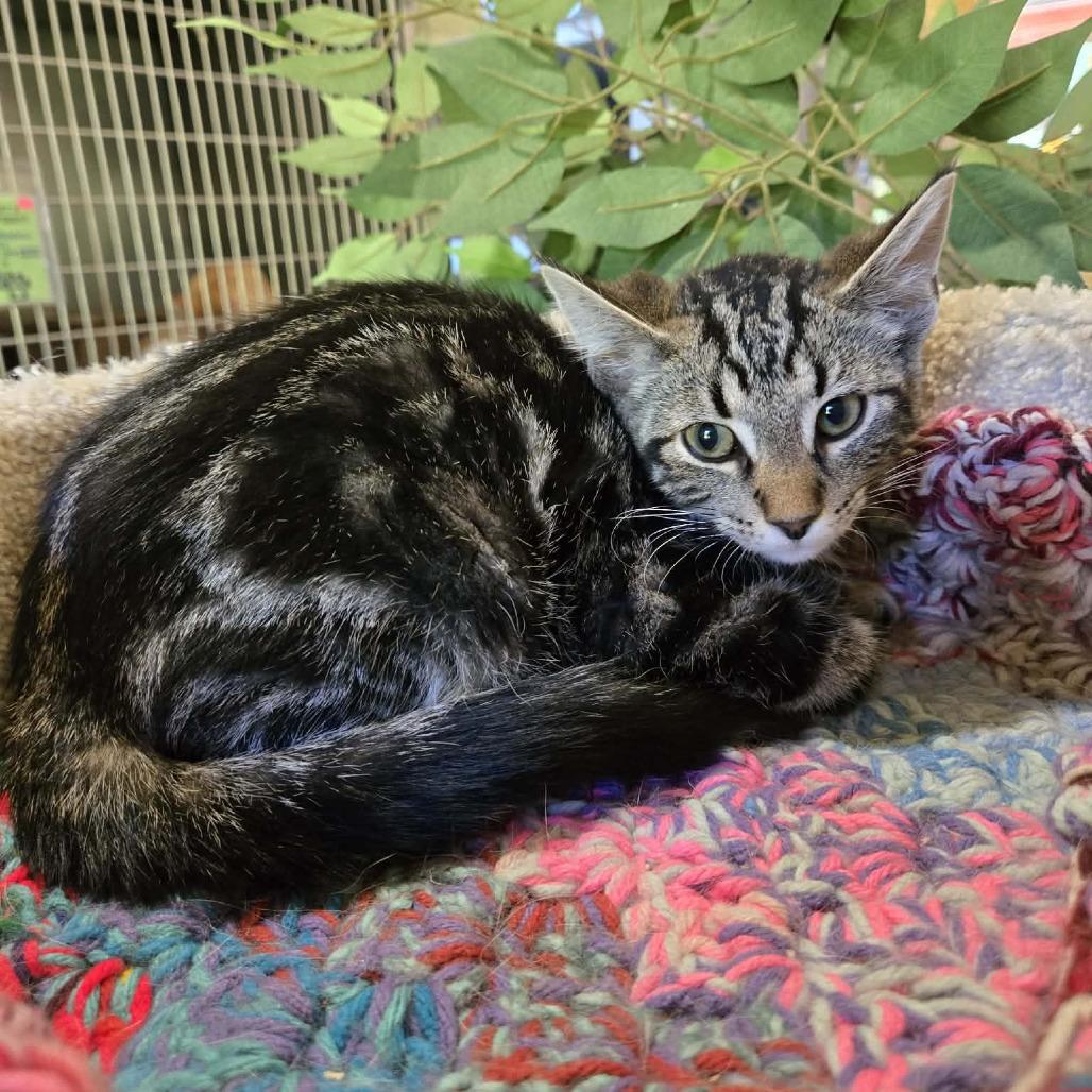 Major, Adoptable, Kitten Male Domestic Short Hair.
