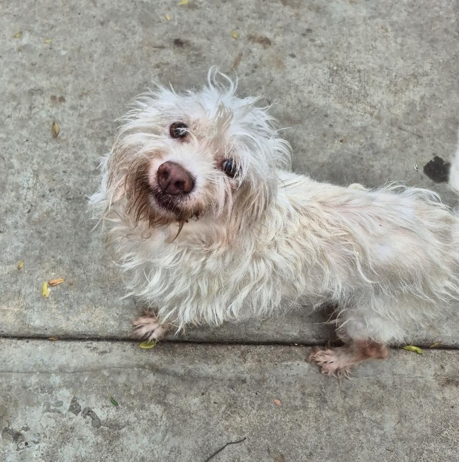 Mr. Foxtail Riley!! thumbnail 3