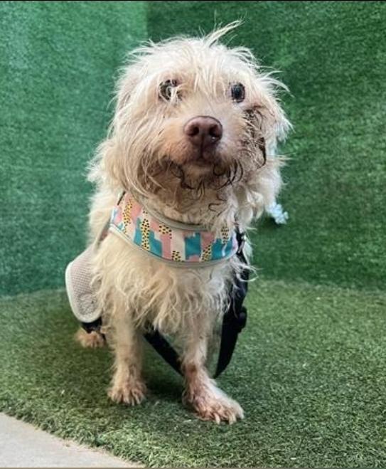 Mr. Foxtail Riley!! thumbnail 2