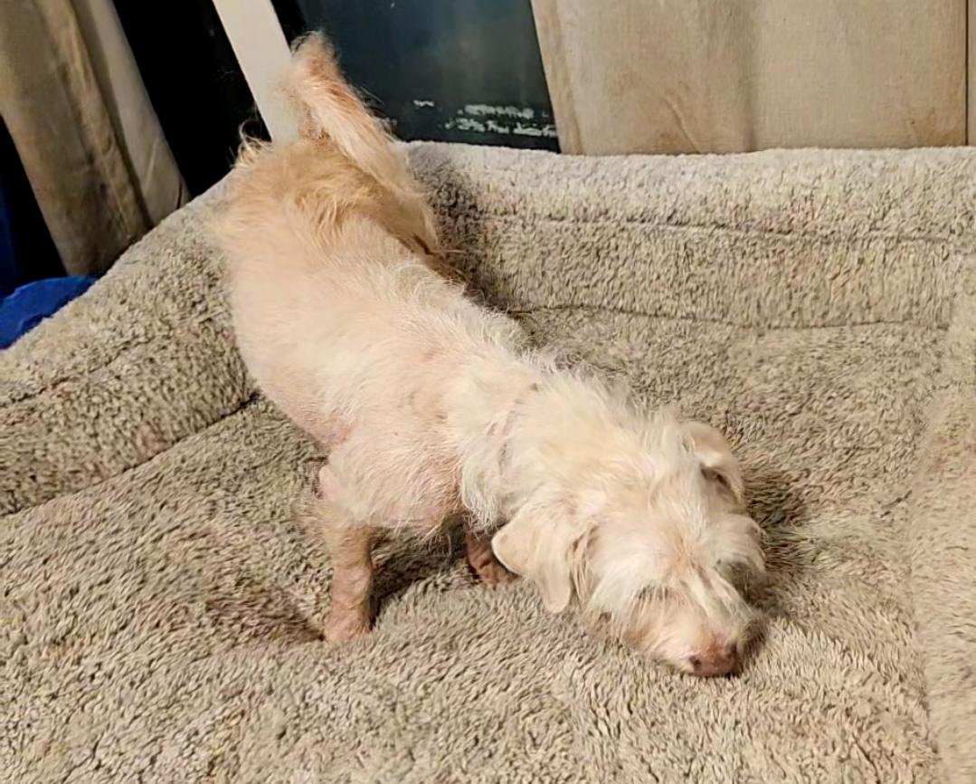 Mr. Foxtail Riley!! thumbnail 2