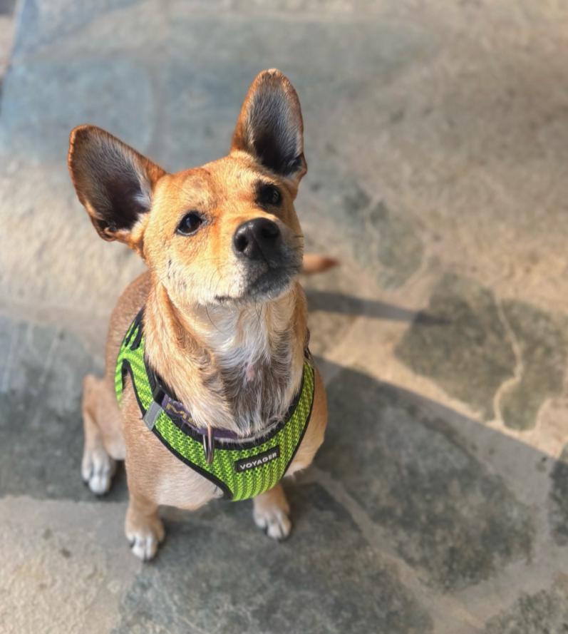 Enlarge Pickle, an adopted mixed breed in Concord, NC image 1/6