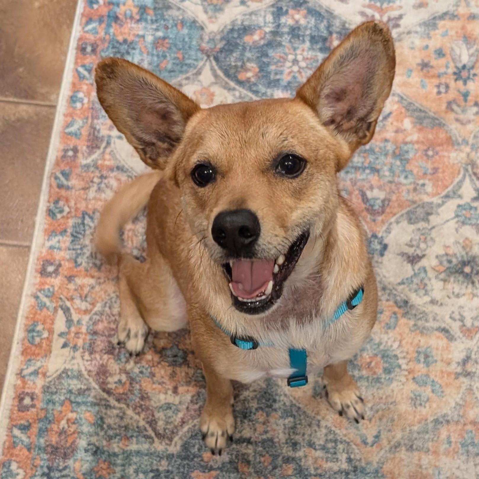 Enlarge Pickle, an adopted mixed breed in Concord, NC image 6/6