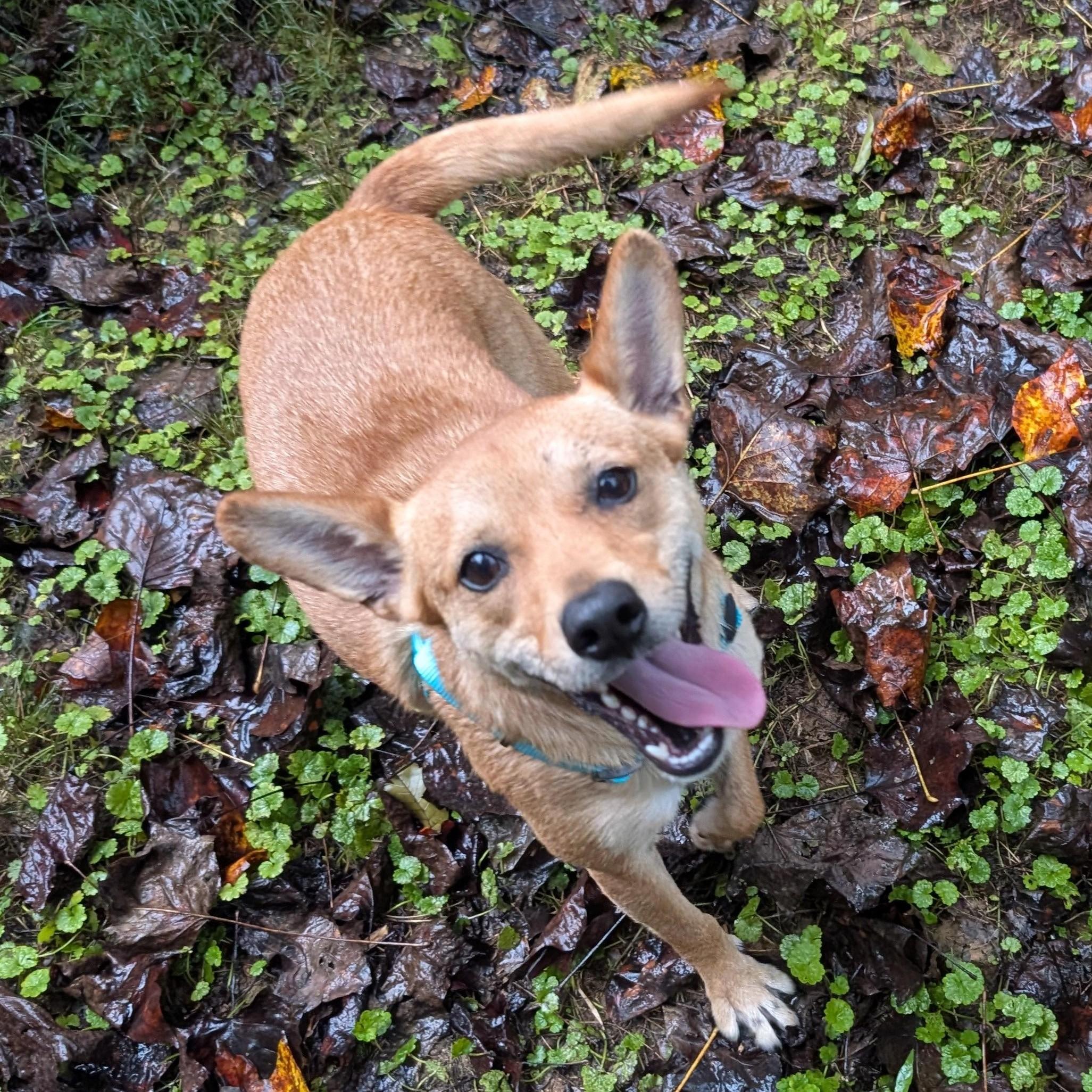 Enlarge Pickle, an adopted mixed breed in Concord, NC image 2/6