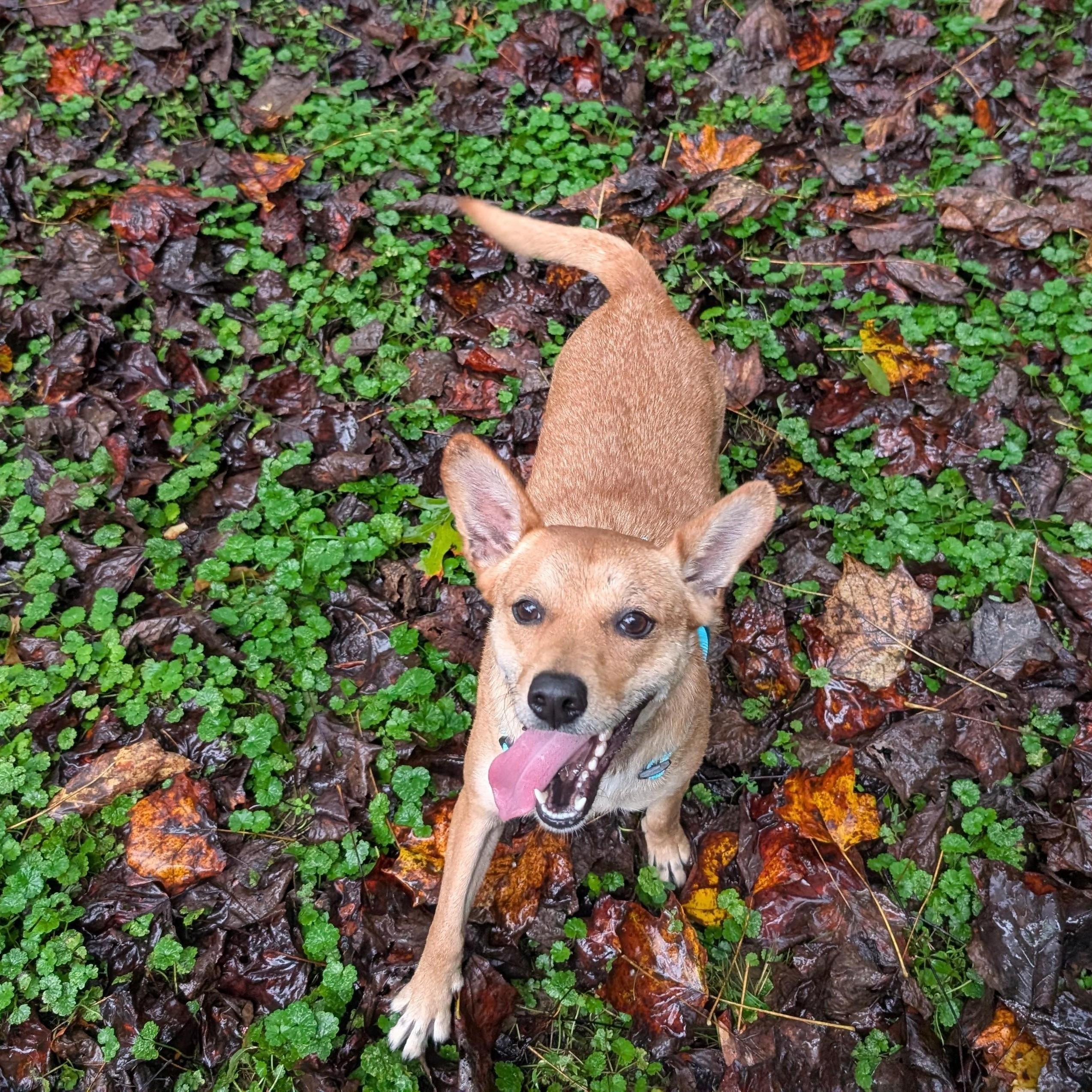 Enlarge Pickle, an adopted mixed breed in Concord, NC image 5/6