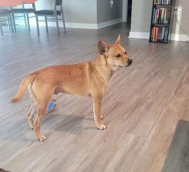 Enlarge Pickle, an adopted mixed breed in Concord, NC image 3/6