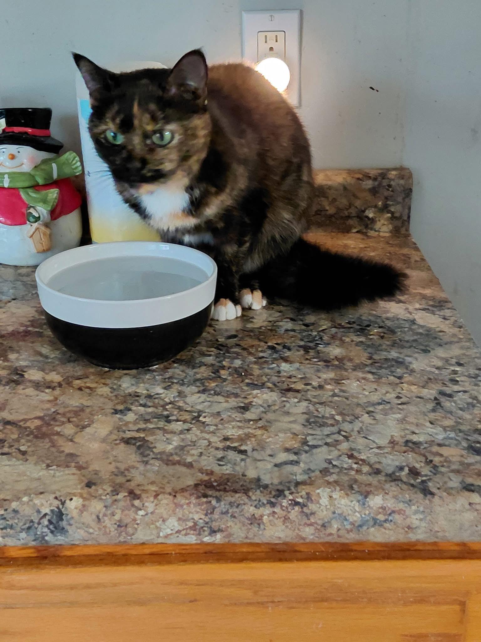 Annie , ADOPTABLE, Adult Female Domestic Short Hair.