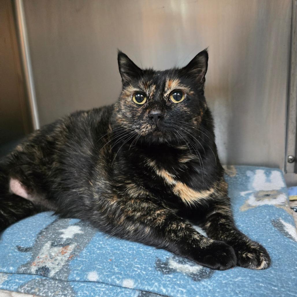 Lulu, Adoptable, Senior Female Domestic Short Hair & Mixed Breed.
