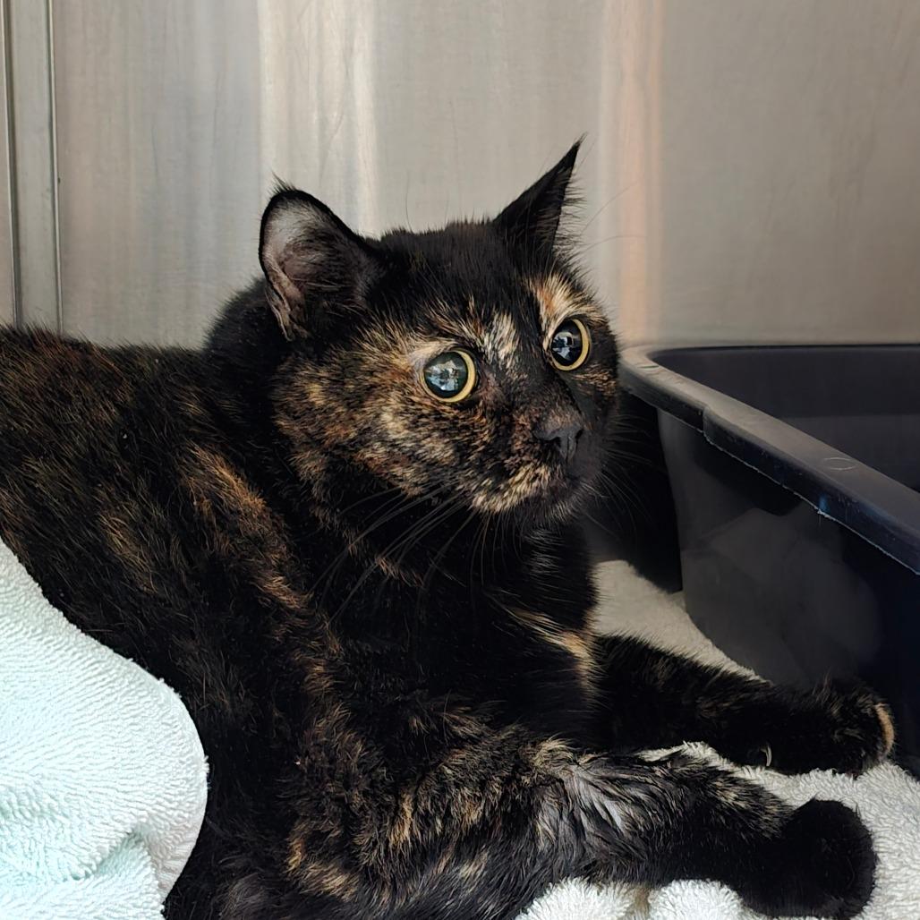 Enlarge Lulu, a Adoptable mixed breed in Naples, FL image 2/2