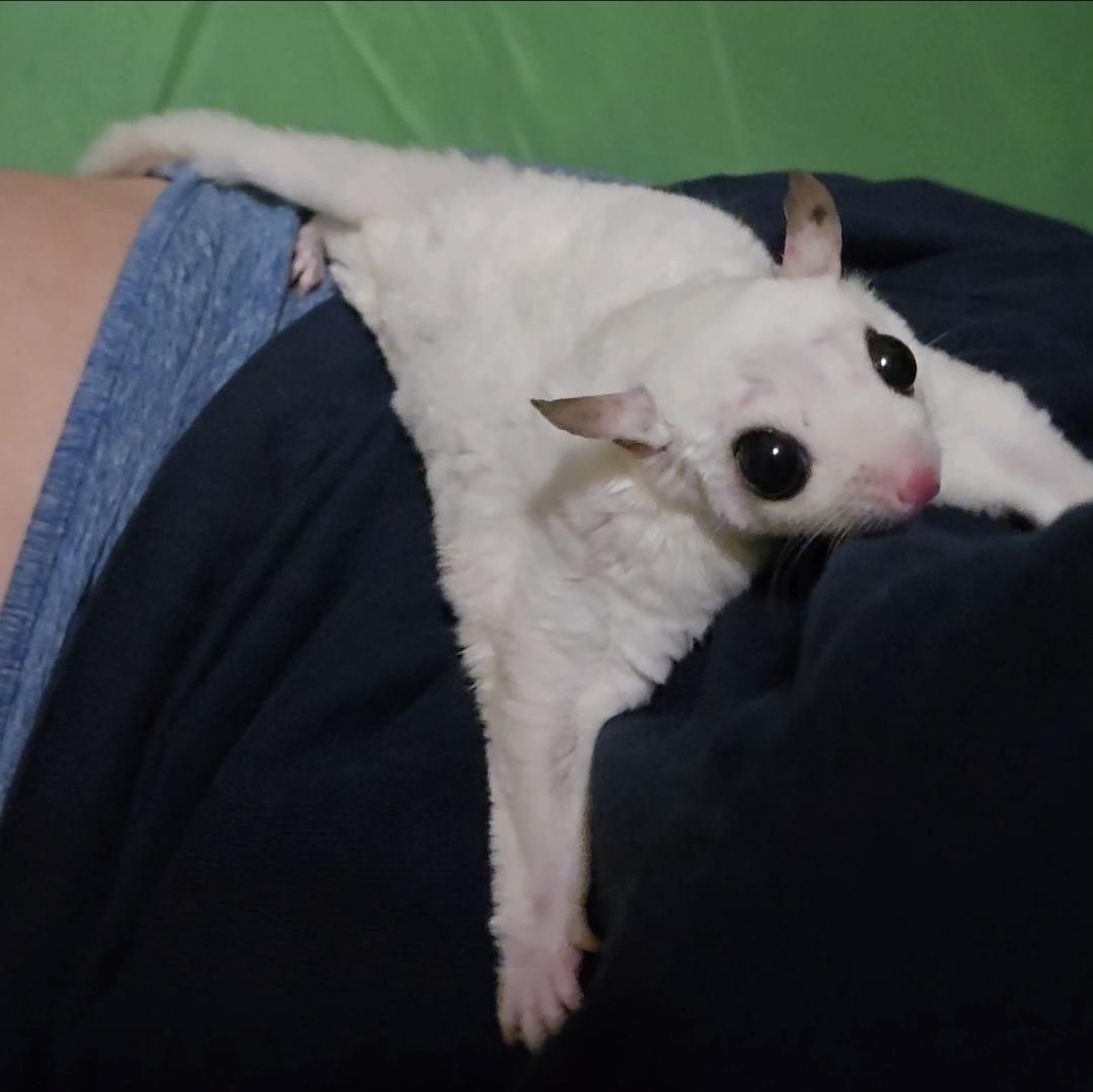 Enlarge Benny & Rosie, a Adoptable Sugar Glider in St. Cloud, FL image 1/6