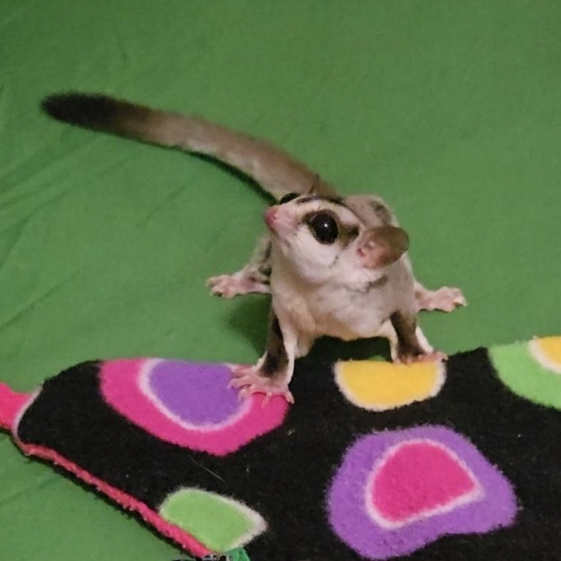 Enlarge Benny & Rosie, a Adoptable Sugar Glider in St. Cloud, FL image 5/6