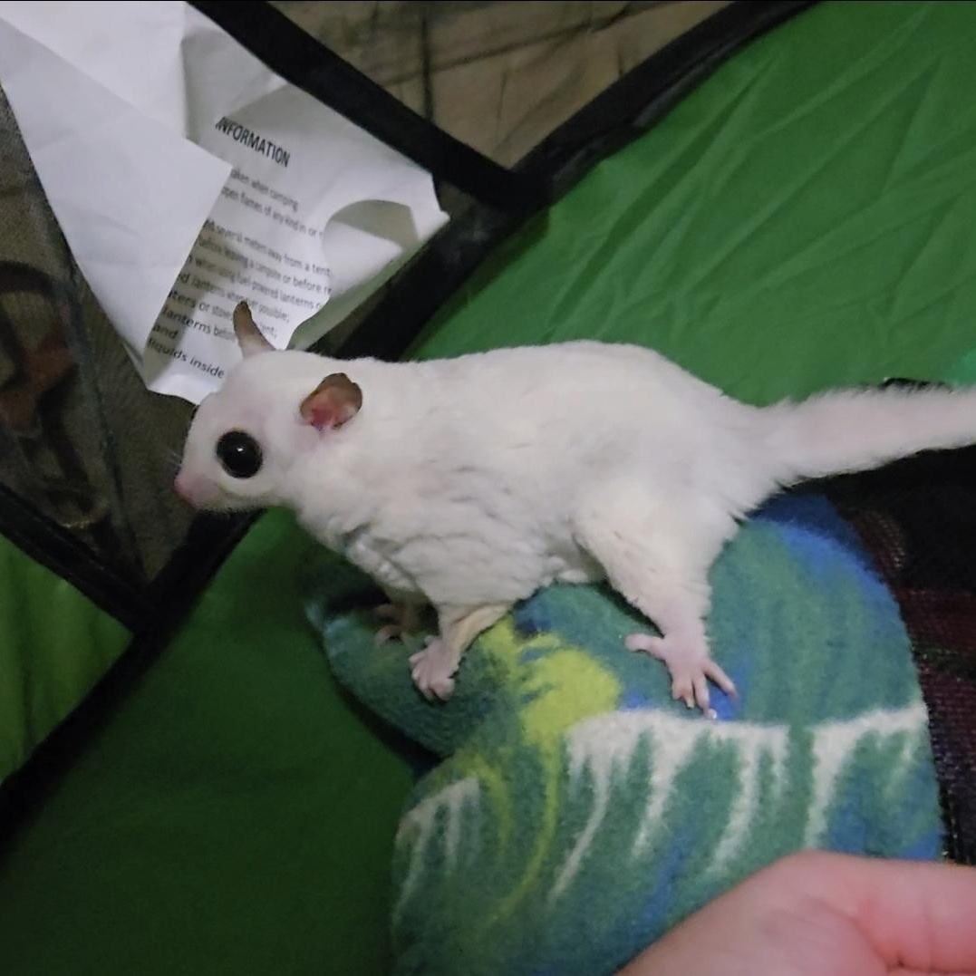 Enlarge Benny & Rosie, a Adoptable Sugar Glider in St. Cloud, FL image 3/6