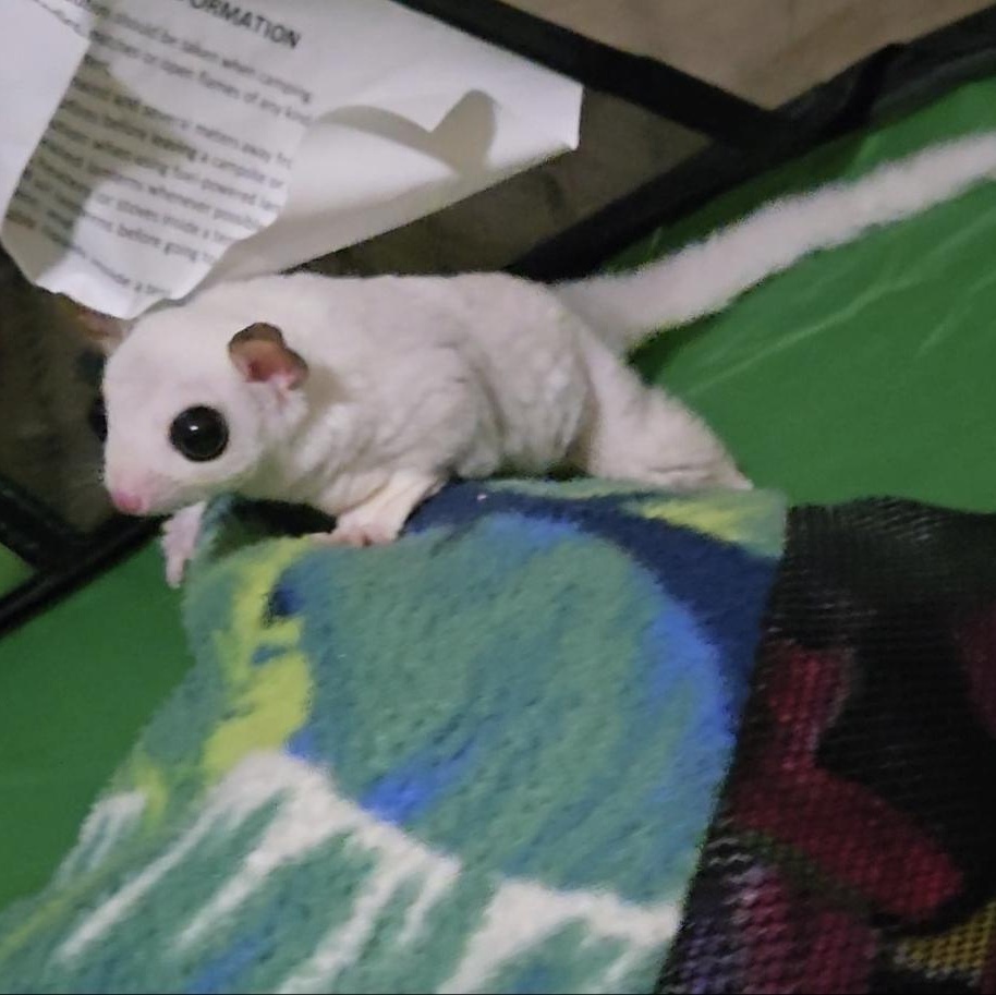 Enlarge Benny & Rosie, a Adoptable Sugar Glider in St. Cloud, FL image 2/6