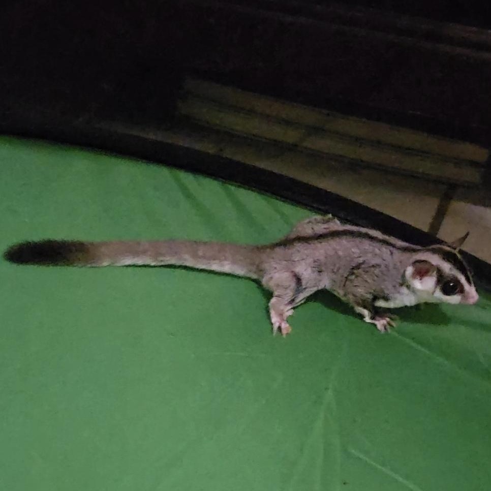 Enlarge Benny & Rosie, a Adoptable Sugar Glider in St. Cloud, FL image 4/6