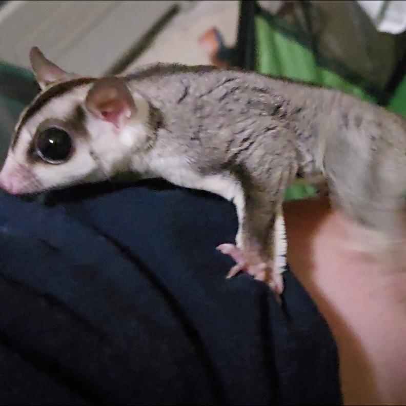 Enlarge Benny & Rosie, a Adoptable Sugar Glider in St. Cloud, FL image 6/6