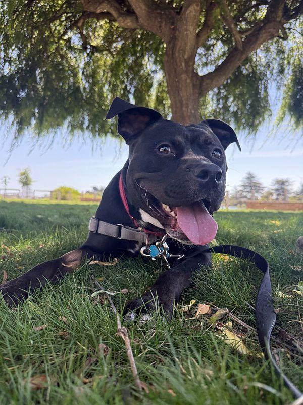 Anubis, ADOPTABLE, Young Male Pit Bull Terrier.