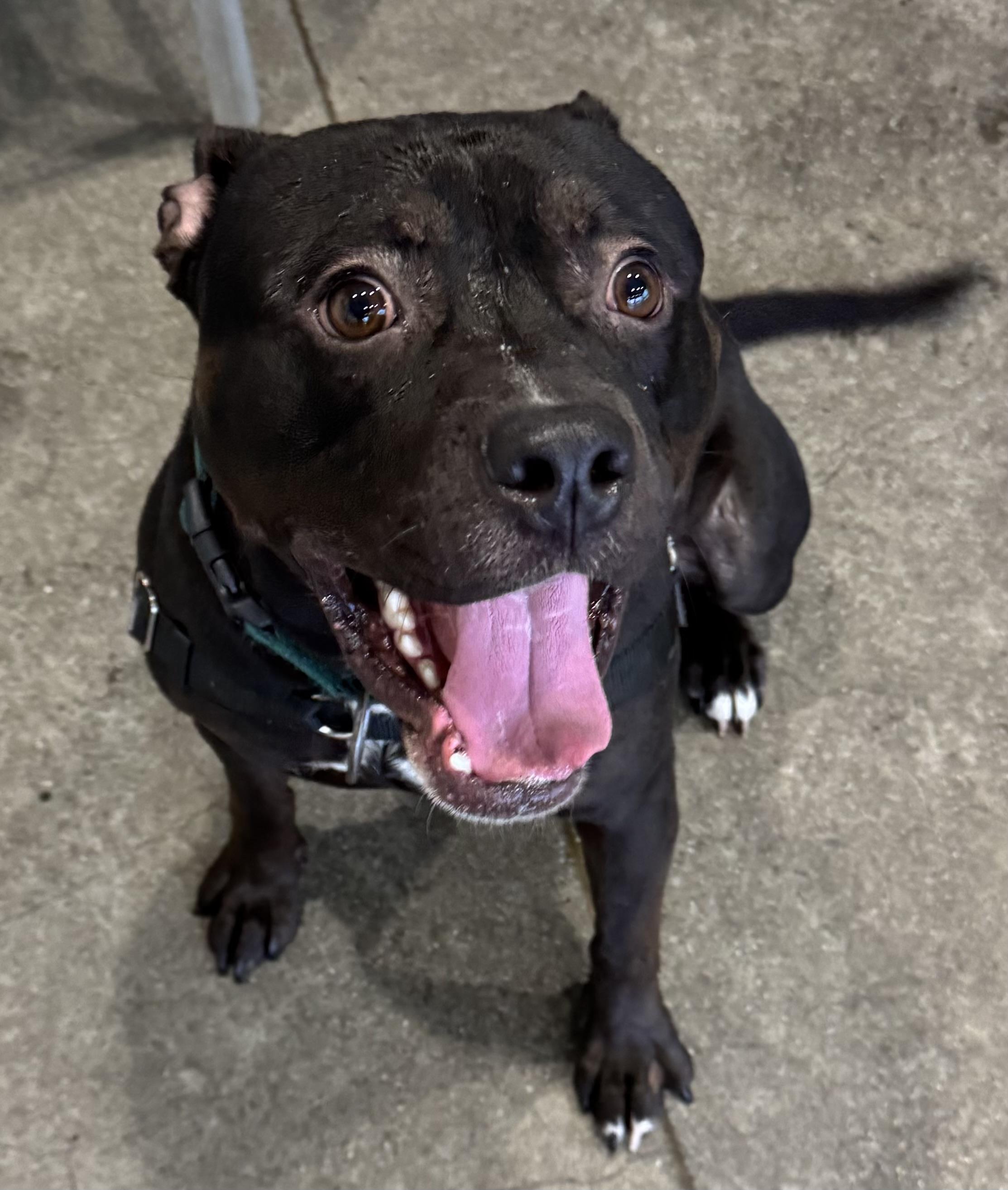 Enlarge Anubis, a ADOPTABLE Pit Bull Terrier in Berkeley, CA image 2/6
