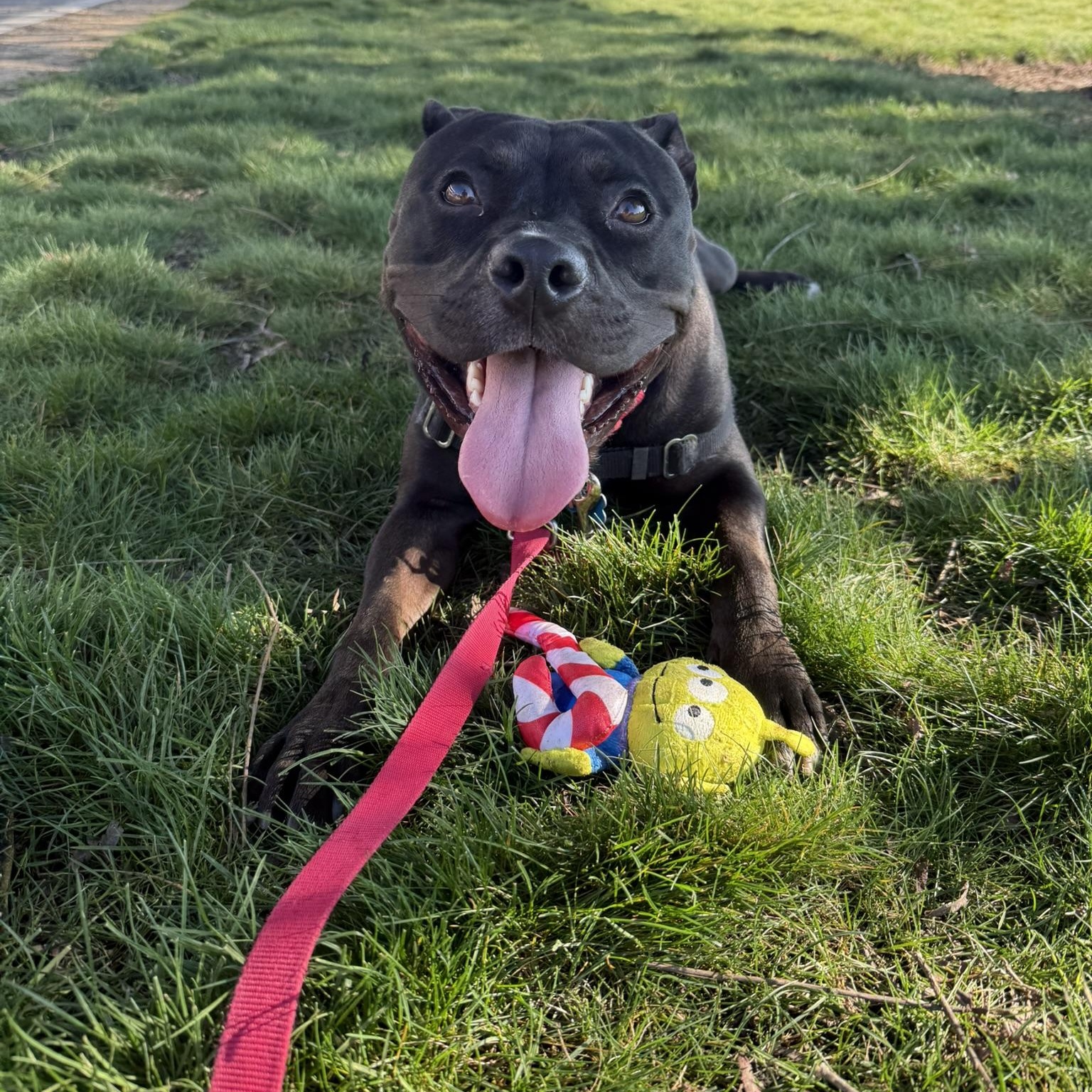Enlarge Anubis, a ADOPTABLE Pit Bull Terrier in Berkeley, CA image 1/6
