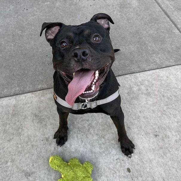Enlarge Anubis, a ADOPTABLE Pit Bull Terrier in Berkeley, CA image 3/6
