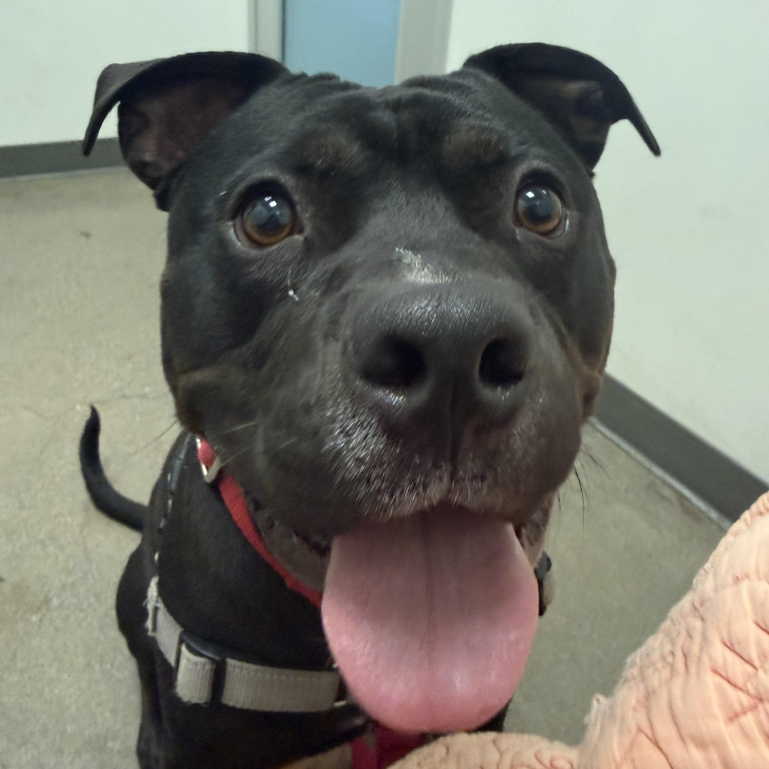 Anubis, ADOPTABLE, Young Male Pit Bull Terrier.