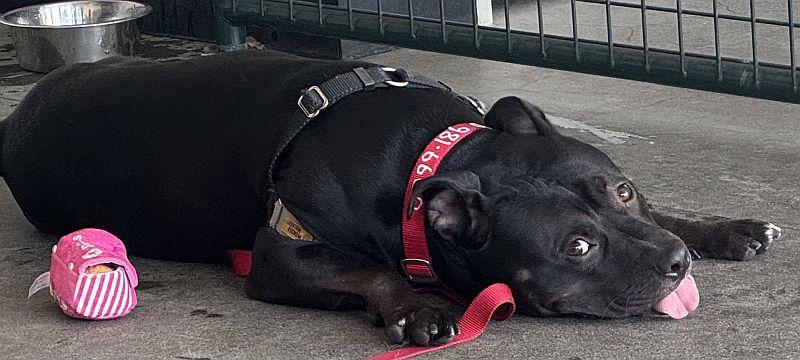 Anubis, a ADOPTABLE Pit Bull Terrier in Berkeley, CA image 1/6