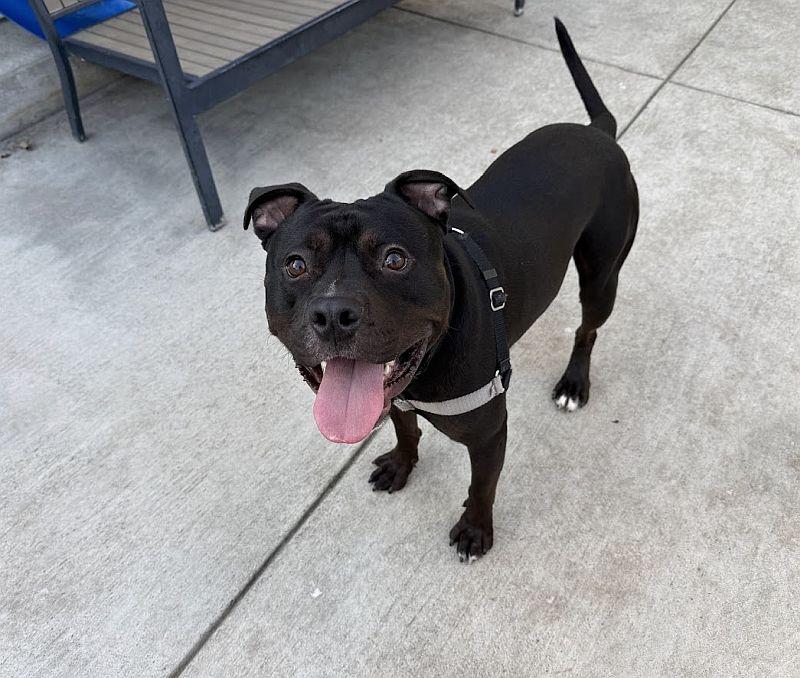 Anubis, a ADOPTABLE Pit Bull Terrier in Berkeley, CA image 5/6