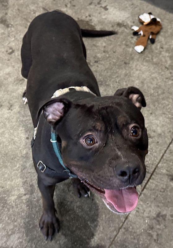 Anubus, a ADOPTABLE Pit Bull Terrier in Berkeley, CA image 1/2