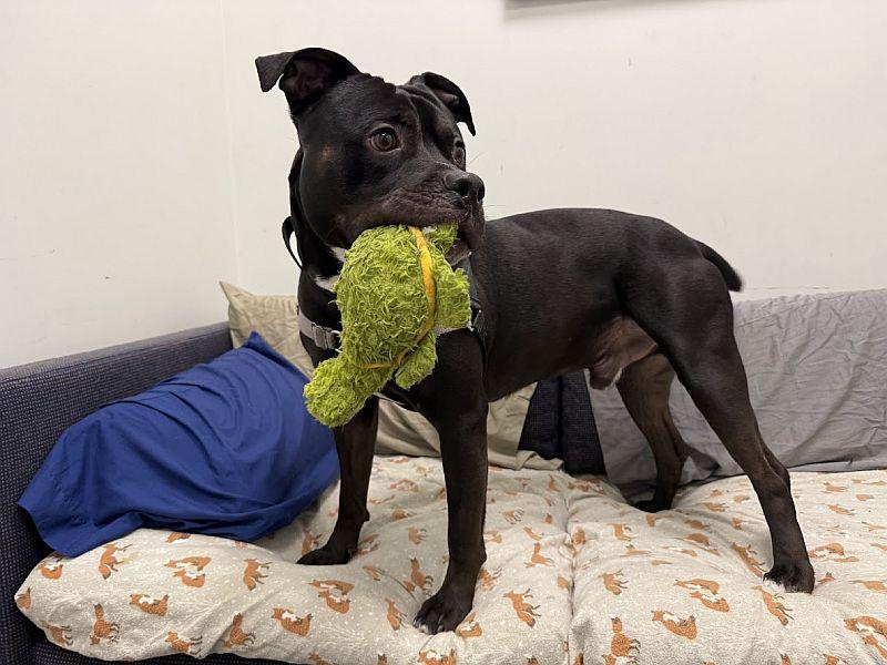 Anubis, a ADOPTABLE Pit Bull Terrier in Berkeley, CA image 6/6