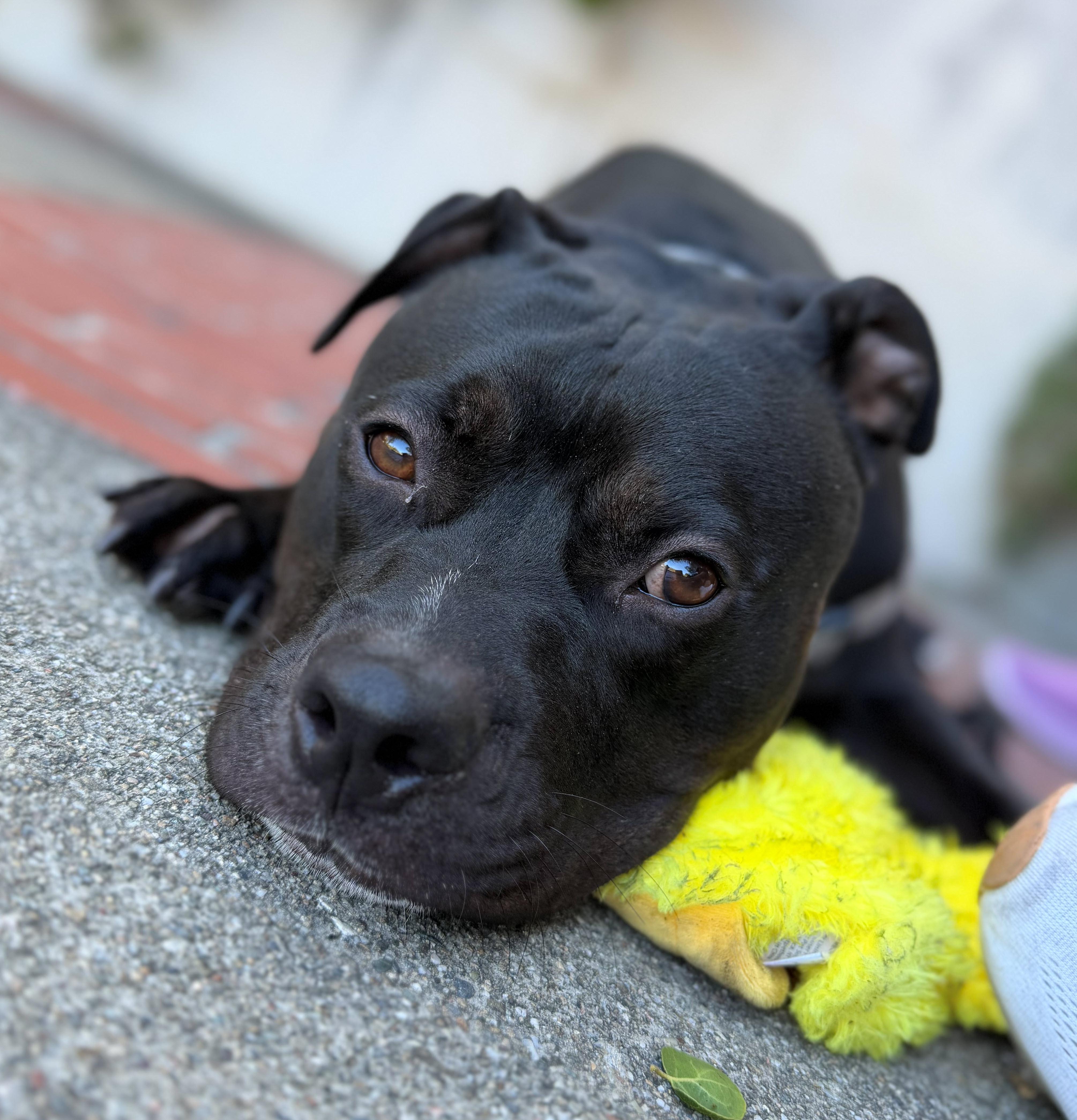 Enlarge Anubis, an adoptable Pit Bull Terrier in Berkeley, CA image 2/6