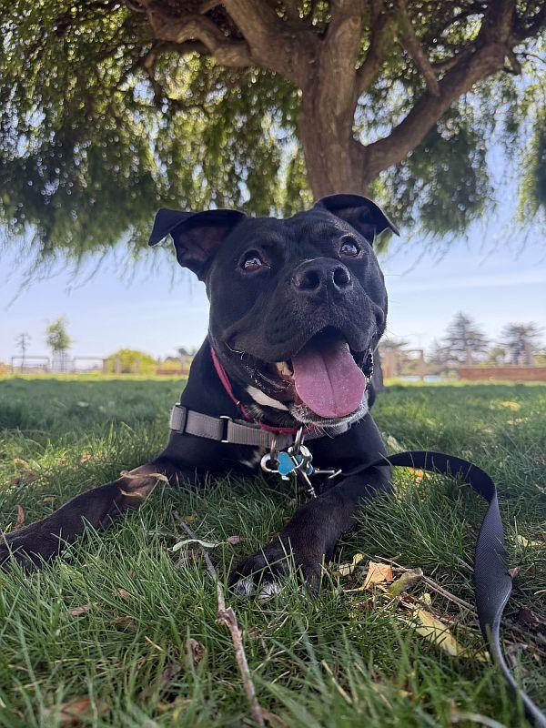Anubis, a ADOPTABLE Pit Bull Terrier in Berkeley, CA image 3/6
