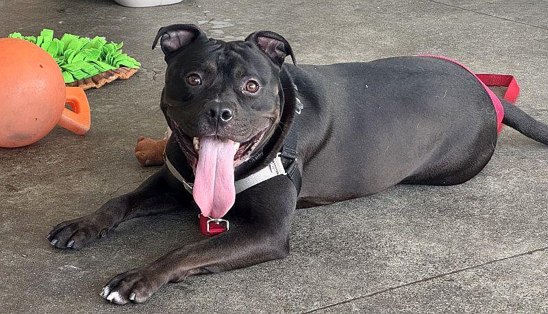 Anubis, a ADOPTABLE Pit Bull Terrier in Berkeley, CA image 2/6