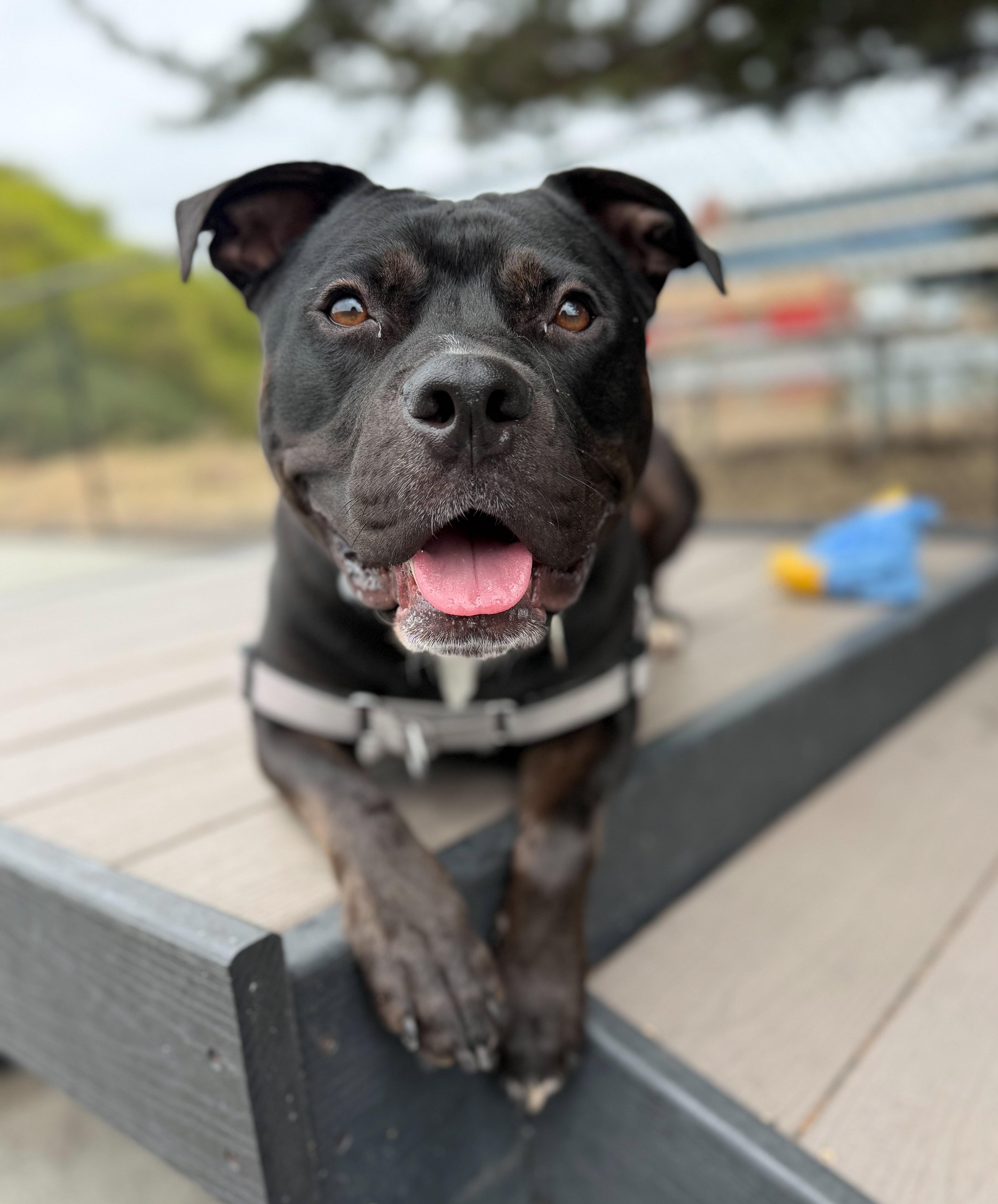 Anubis, adoptable, Young Male Pit Bull Terrier.