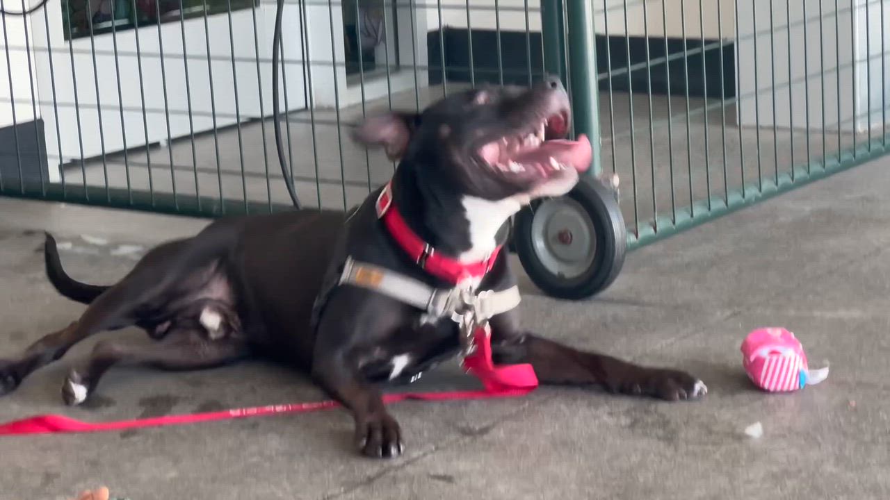 Enlarge Anubis, a ADOPTABLE Pit Bull Terrier in Berkeley, CA video 3/6