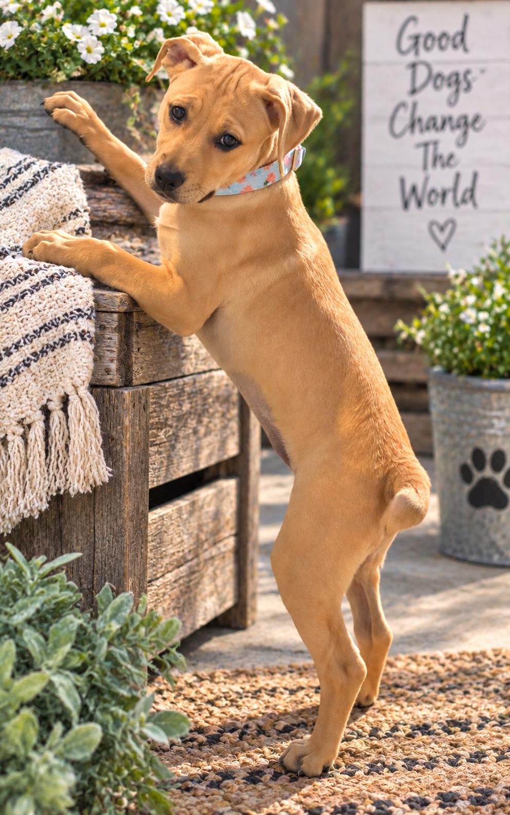 Enlarge Yellow, a Adoptable mixed breed in Hartford, CT image 4/5
