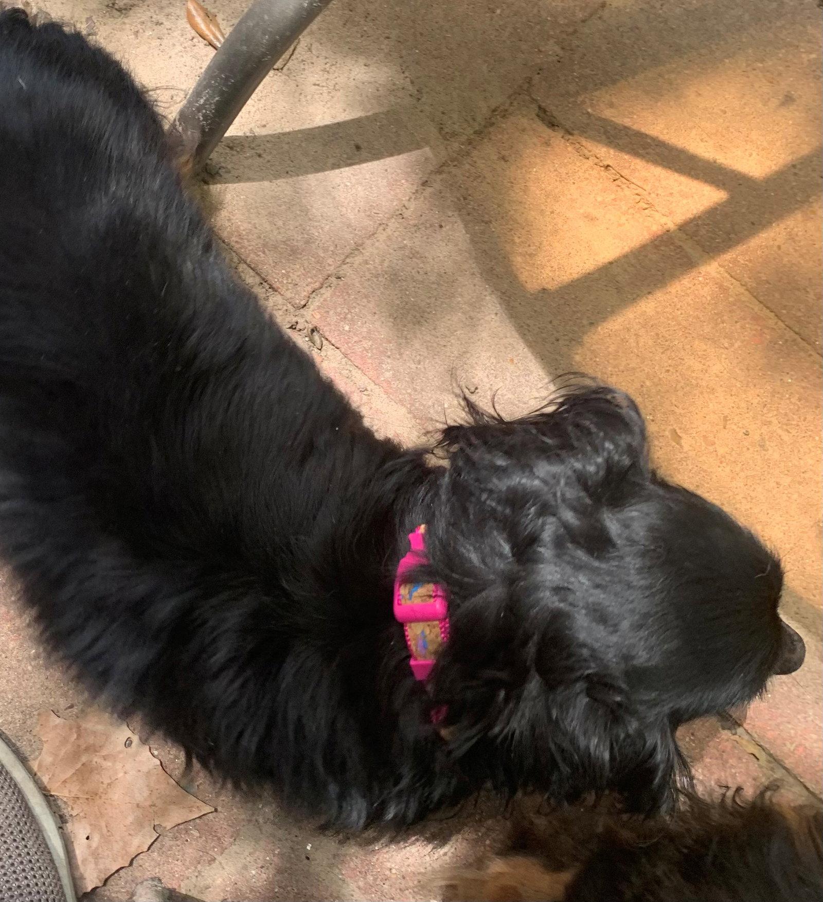 Enlarge Trinity, a Adopted Dachshund in Pearland, TX image 2/3