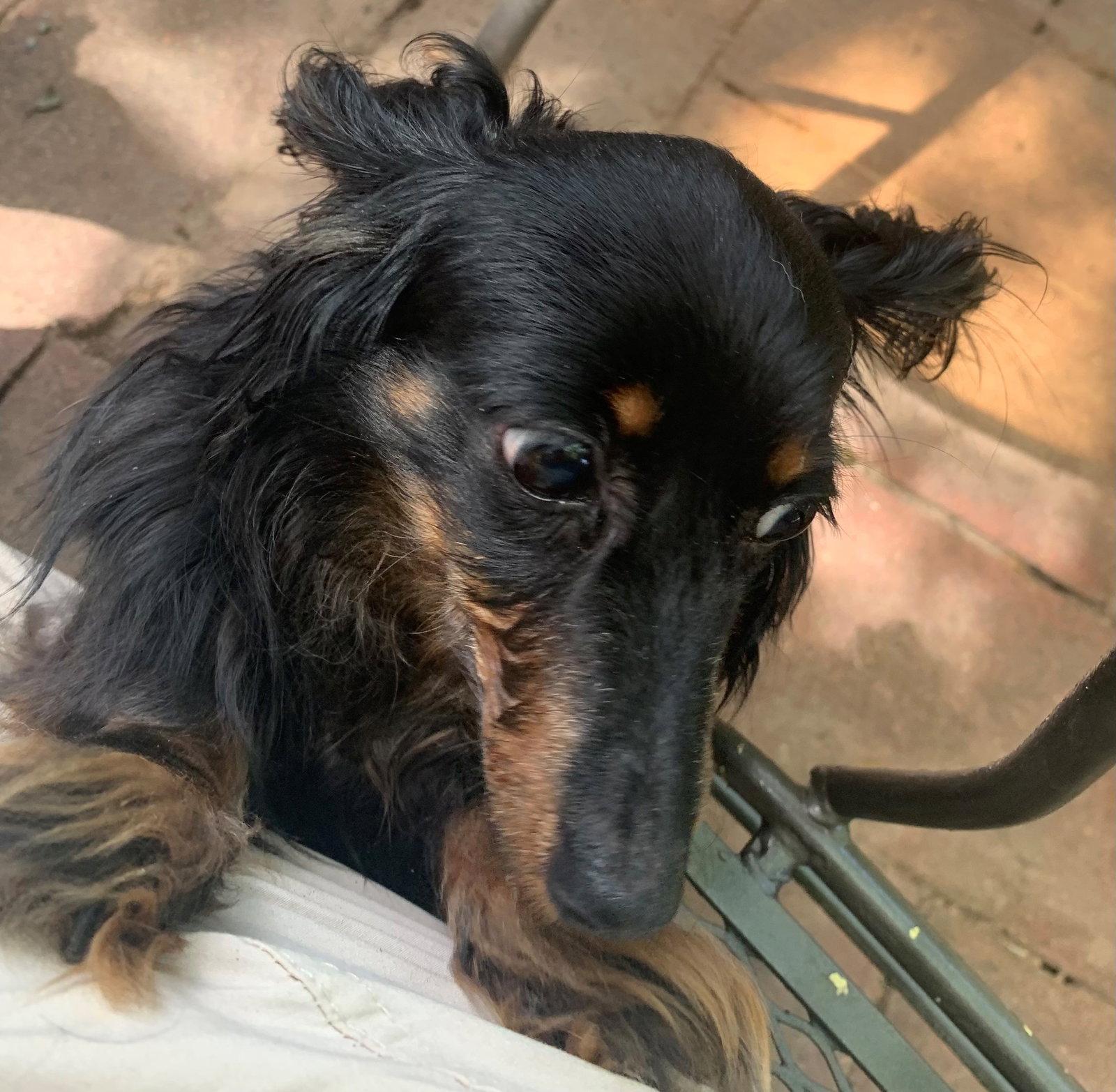 Enlarge Trinity, a Adopted Dachshund in Pearland, TX image 3/3