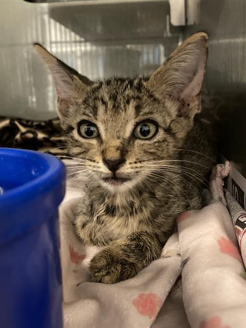 Enlarge WALLY, a Adoptable Domestic Short Hair in Baytown, TX image 1/1