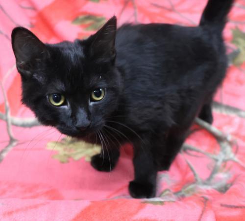 Enlarge Chippy, a Adoptable mixed breed in Thief River Falls, MN image 1/1