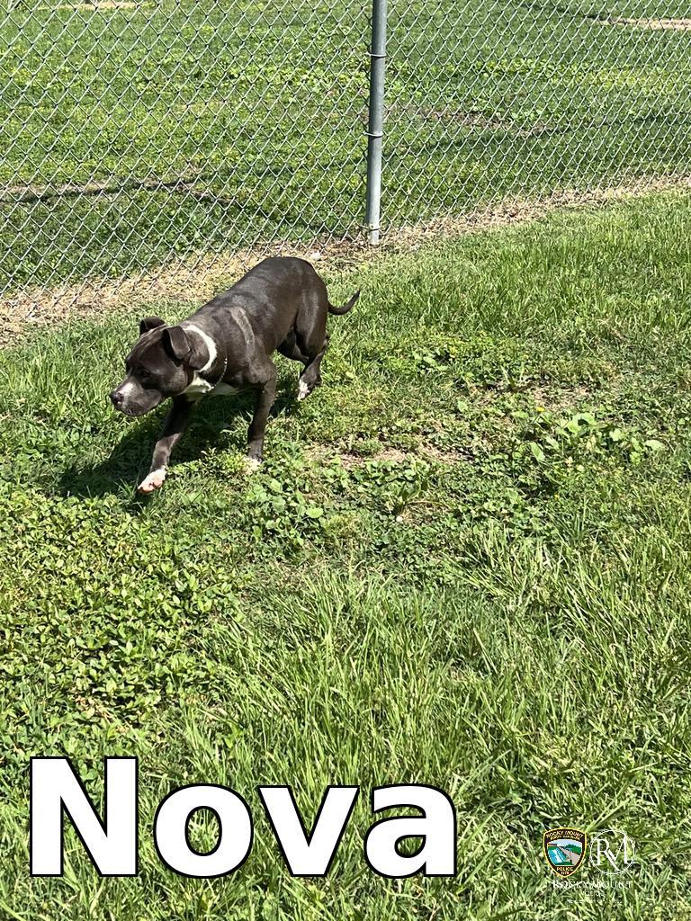 Enlarge Nova, a Adoptable Pit Bull Terrier in Rocky Mount, NC image 1/2