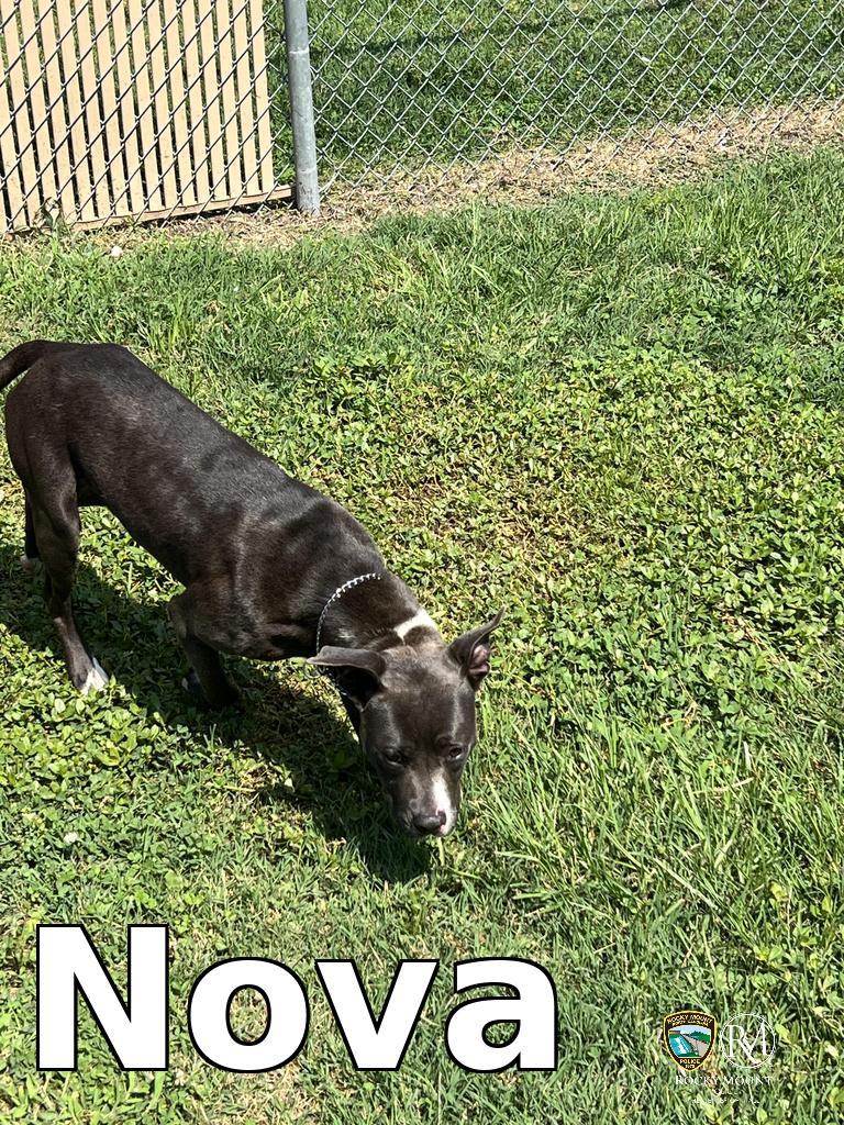 Enlarge Nova, a Adoptable Pit Bull Terrier in Rocky Mount, NC image 2/2
