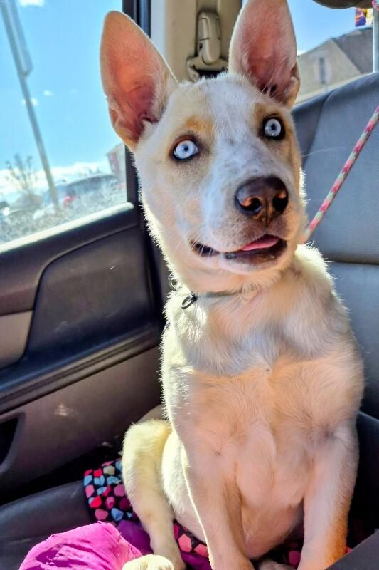 Delilah, Adoptable, Adult Female Mixed Breed.