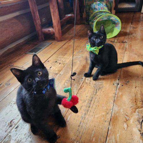 Salem (Bonded with Sprite), Adoptable, Kitten Male Domestic Short Hair.