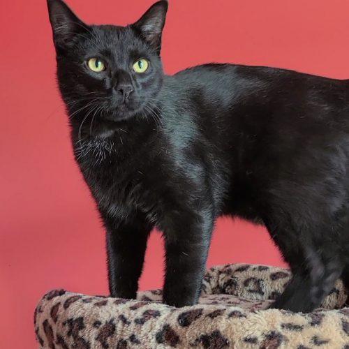 Enlarge Salem (Bonded with Sprite), a Adoptable Domestic Short Hair in Elizabeth, IL image 3/5