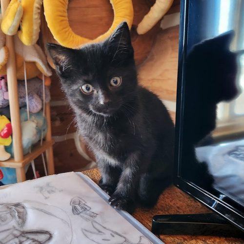 Enlarge Salem (Bonded with Sprite), a Adoptable Domestic Short Hair in Elizabeth, IL image 4/5