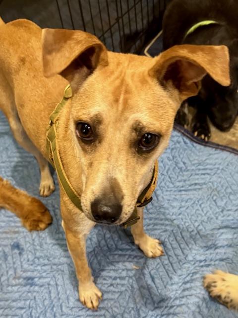 Sammie, a Adoptable mixed breed in Blue Ridge, GA image 3/4