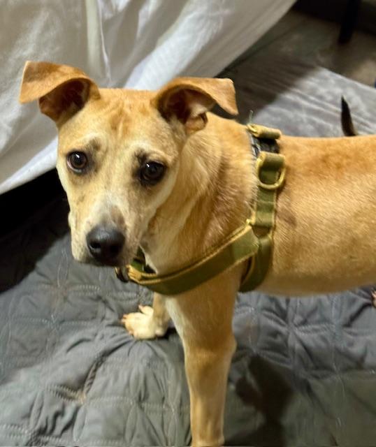 Sammie, a Adoptable mixed breed in Blue Ridge, GA image 1/4