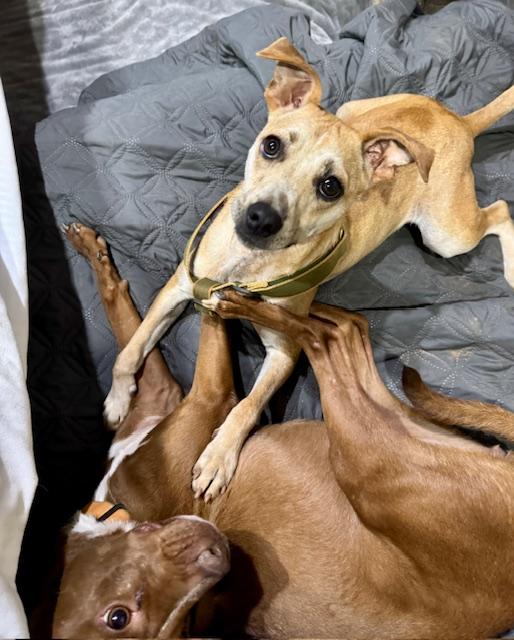 Sammie, a Adoptable mixed breed in Blue Ridge, GA image 2/4