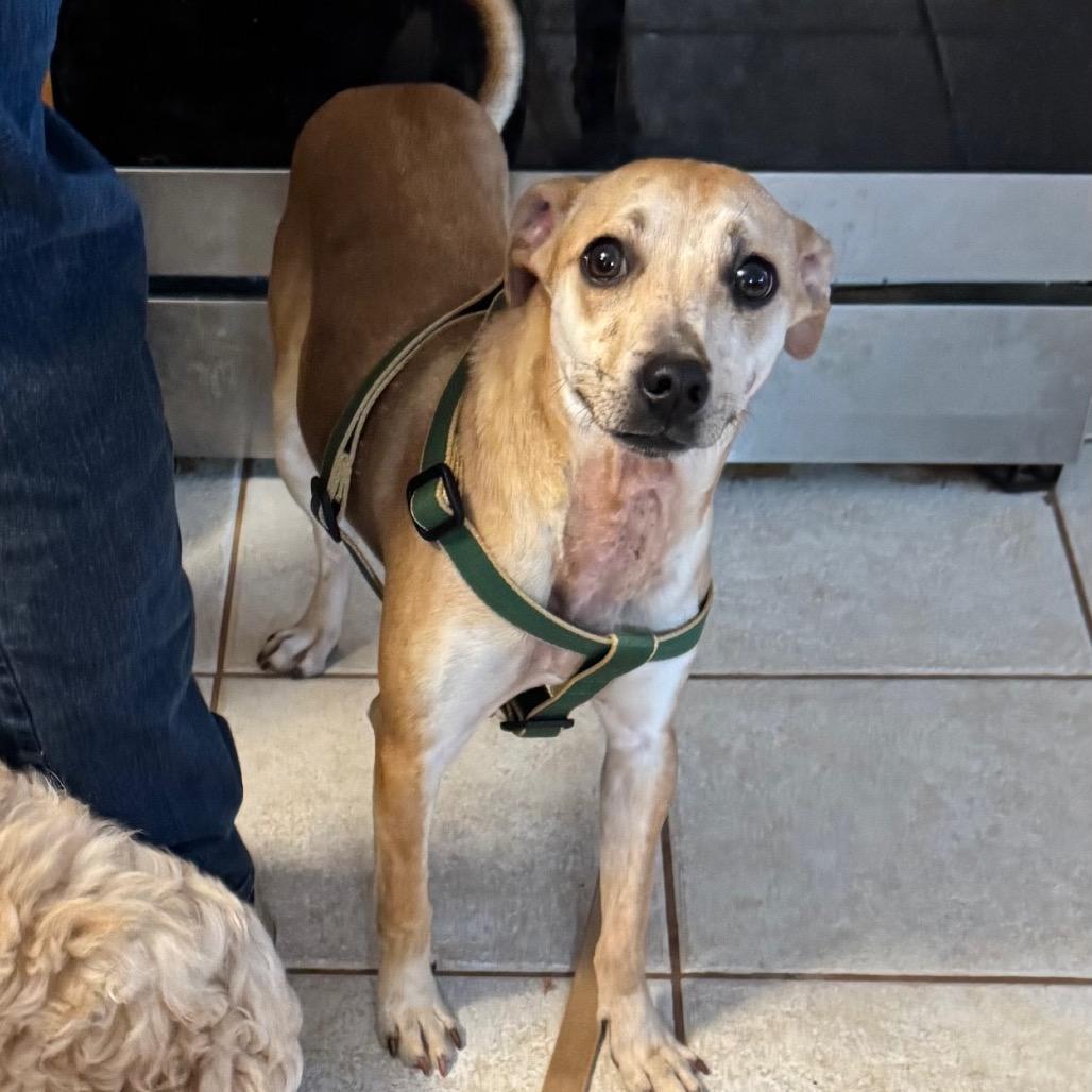 Sammie, a Adoptable mixed breed in Blue Ridge, GA image 4/4